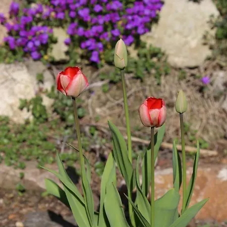 Buergerhaus Goernische Gasse 33 Appartement