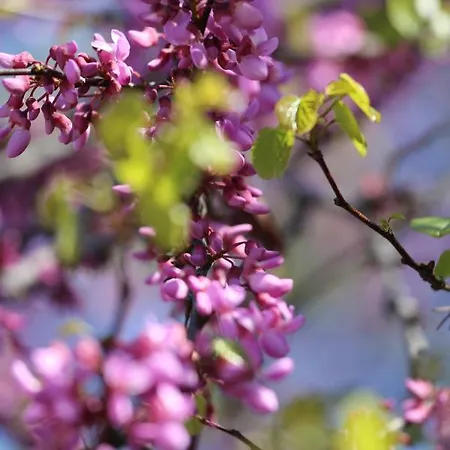 Buergerhaus Goernische Gasse 33 * Meißen
